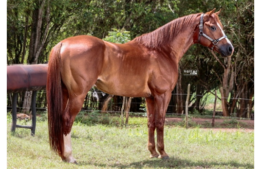 EL FRED DIEGO R4